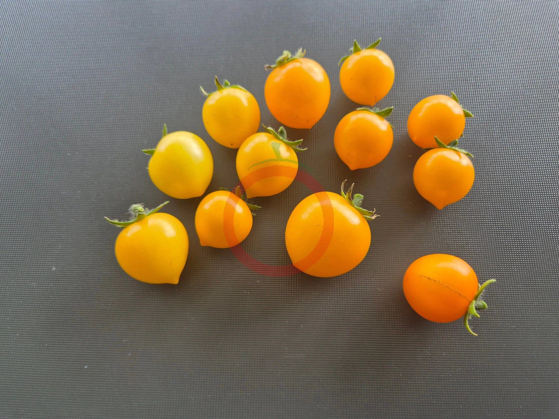 Nebolshoy Limon DER TOMATENFLÜSTERER