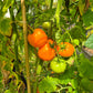 Nebraska Wedding DER TOMATENFLÜSTERER