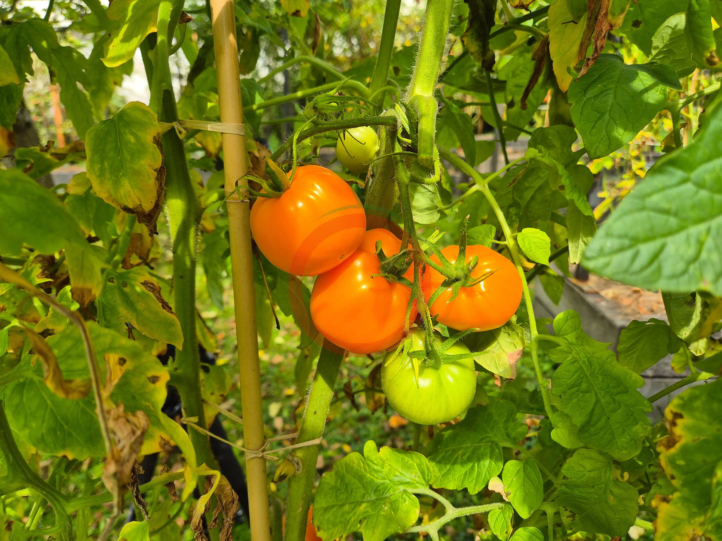 Nebraska Wedding DER TOMATENFLÜSTERER
