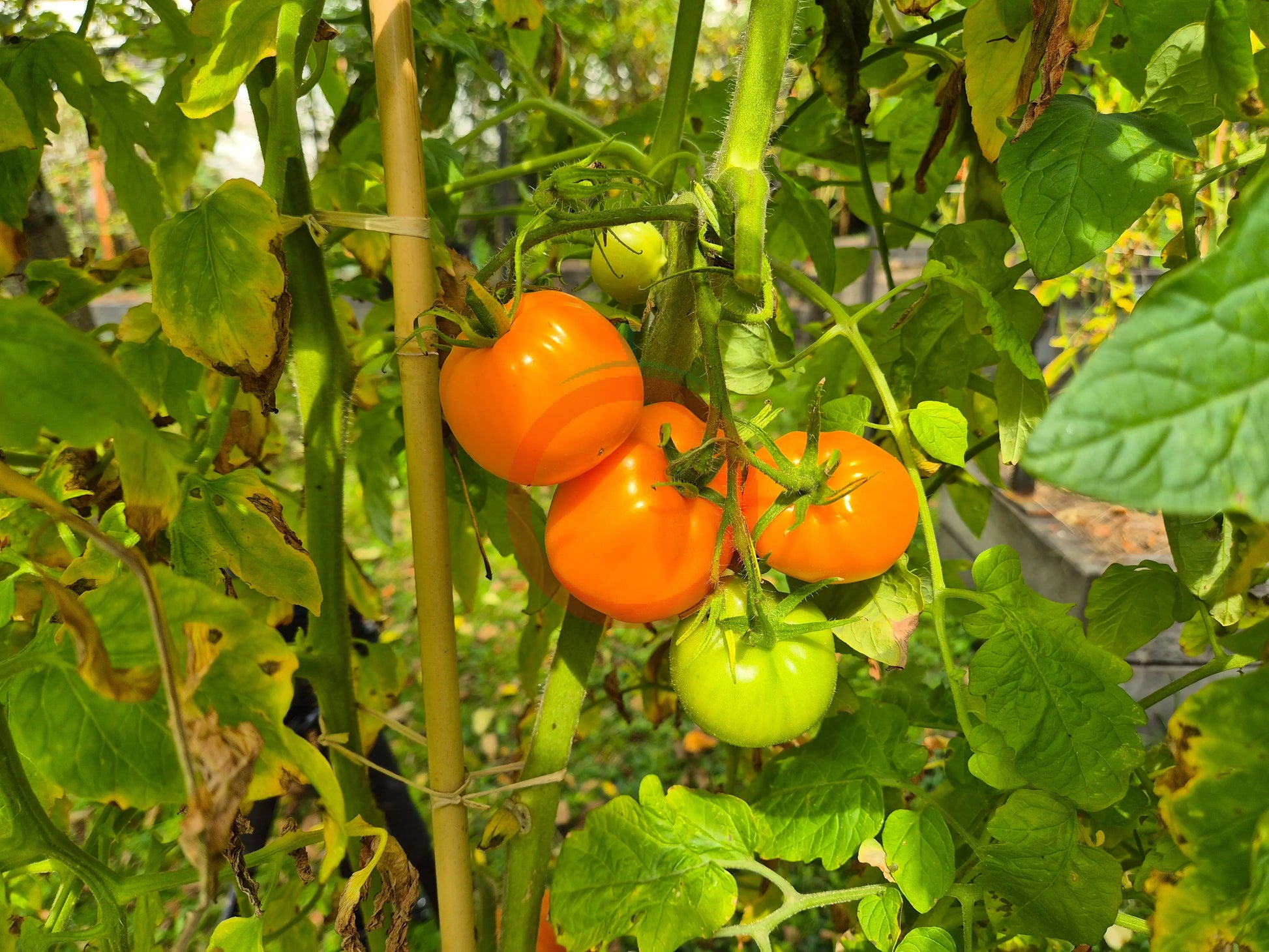 Nebraska Wedding DER TOMATENFLÜSTERER