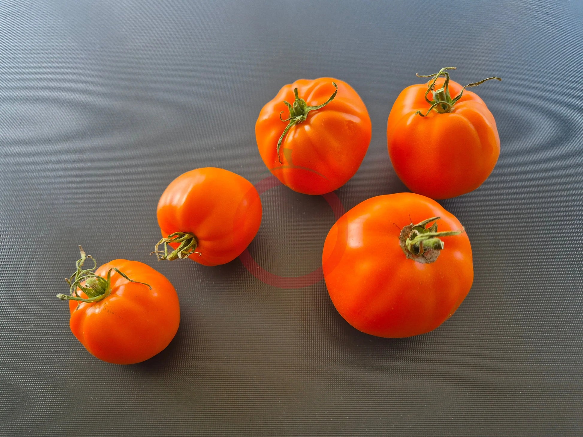 Nebraska Wedding DER TOMATENFLÜSTERER