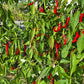Nepal Snakebite DER TOMATENFLÜSTERER