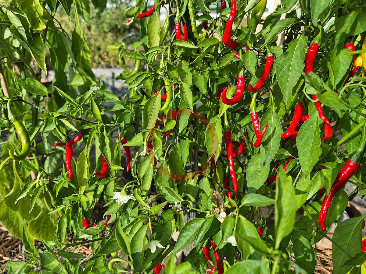 Nepal Snakebite DER TOMATENFLÜSTERER