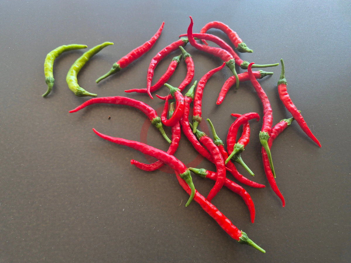 Nepal Snakebite DER TOMATENFLÜSTERER