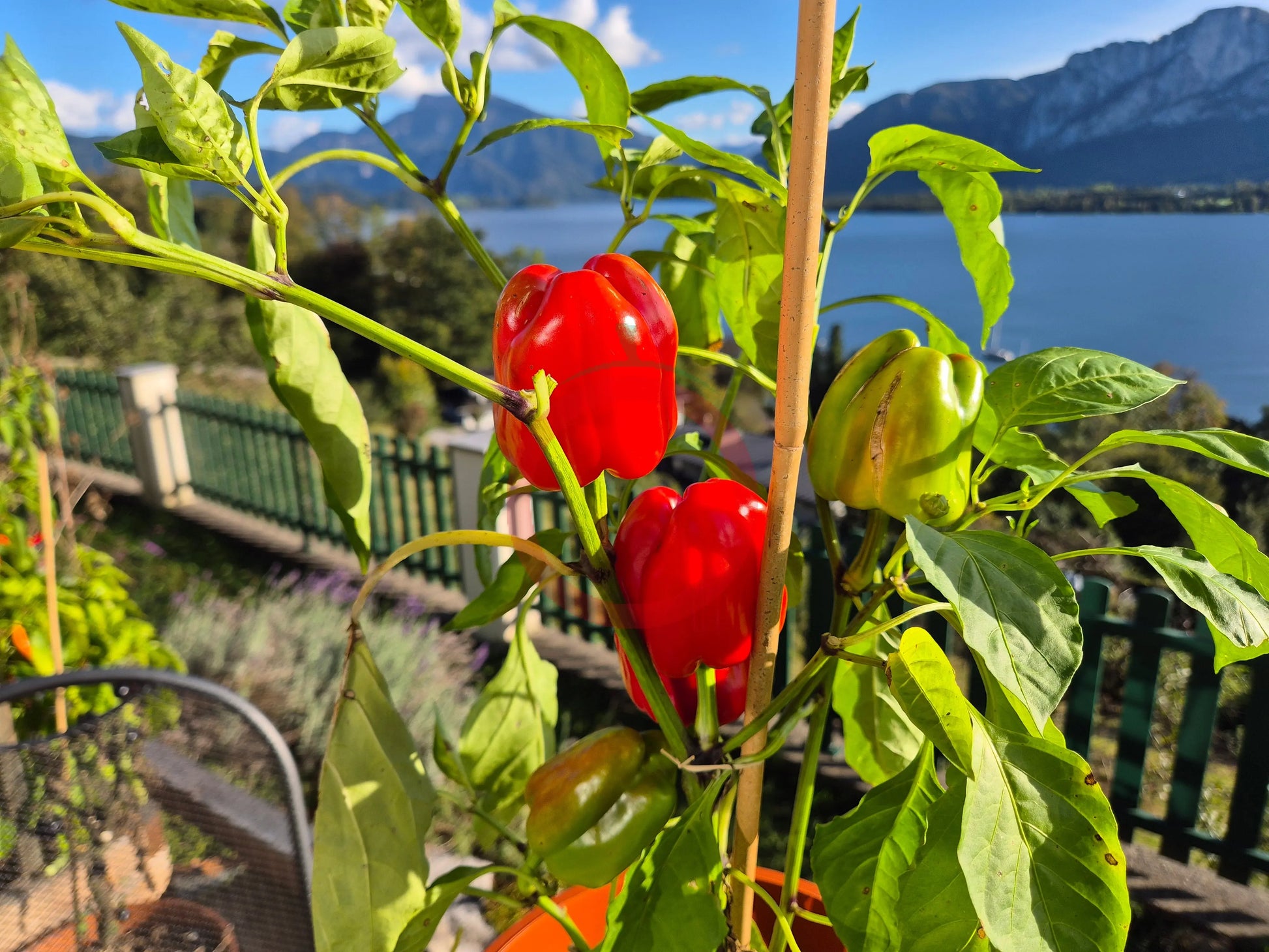 Neusiedler Ideal DER TOMATENFLÜSTERER
