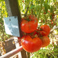 Neves Azorean Red DER TOMATENFLÜSTERER