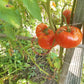 Neves Azorean Red DER TOMATENFLÜSTERER