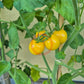 Nightingale DER TOMATENFLÜSTERER