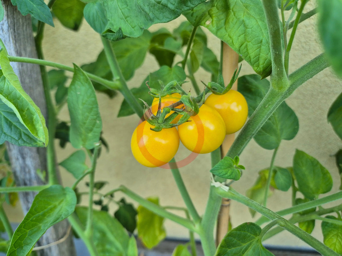 Nightingale DER TOMATENFLÜSTERER