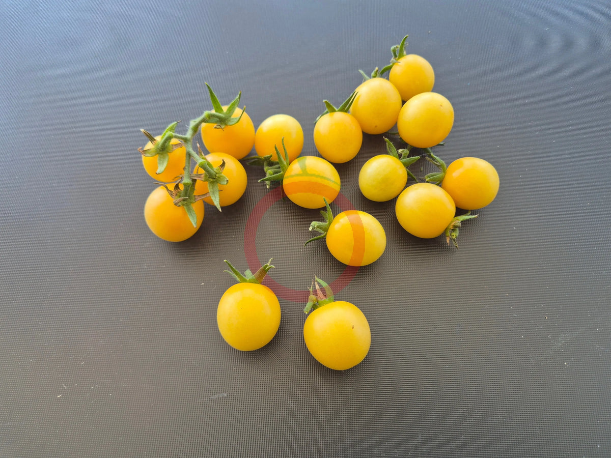 Nightingale DER TOMATENFLÜSTERER