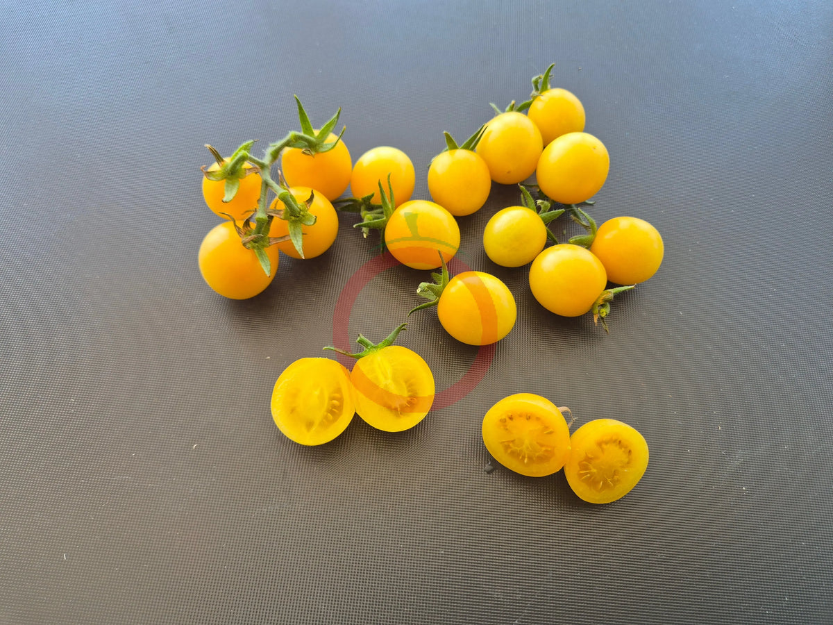 Nightingale DER TOMATENFLÜSTERER