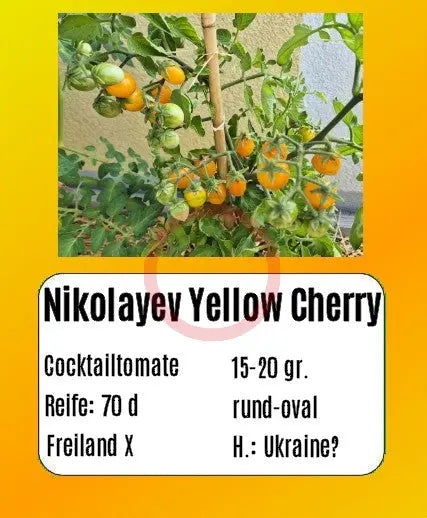 Nikolayev Yellow Cherry DER TOMATENFLÜSTERER