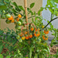 Nikolayev Yellow Cherry DER TOMATENFLÜSTERER