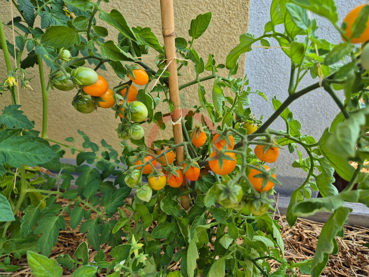 Nikolayev Yellow Cherry DER TOMATENFLÜSTERER