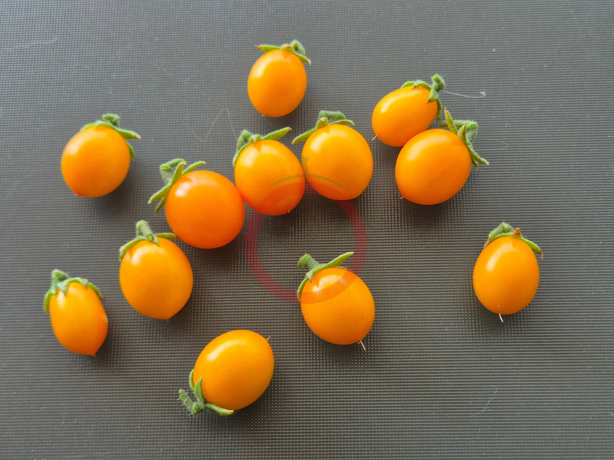 Nikolayev Yellow Cherry DER TOMATENFLÜSTERER
