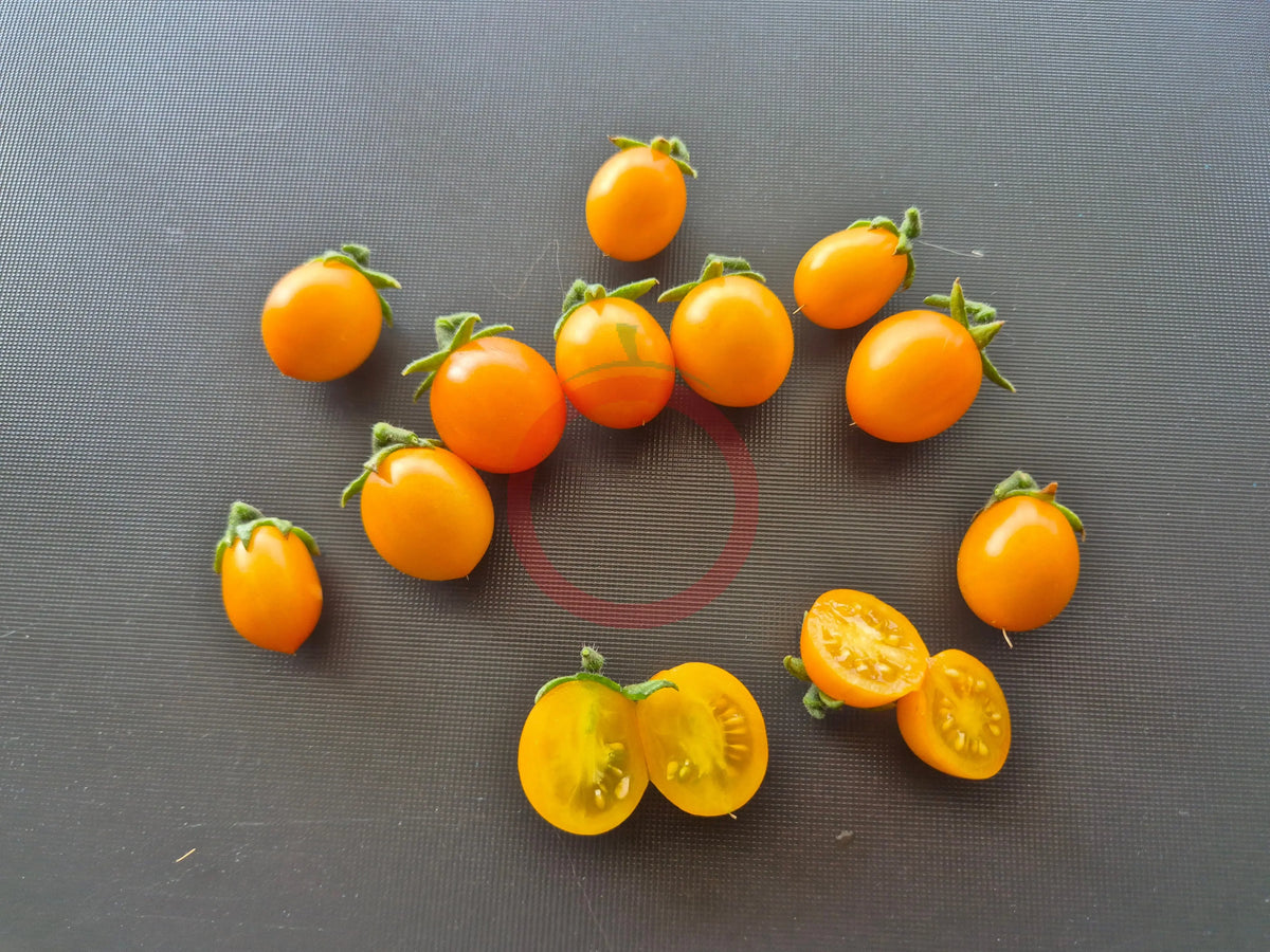 Nikolayev Yellow Cherry DER TOMATENFLÜSTERER