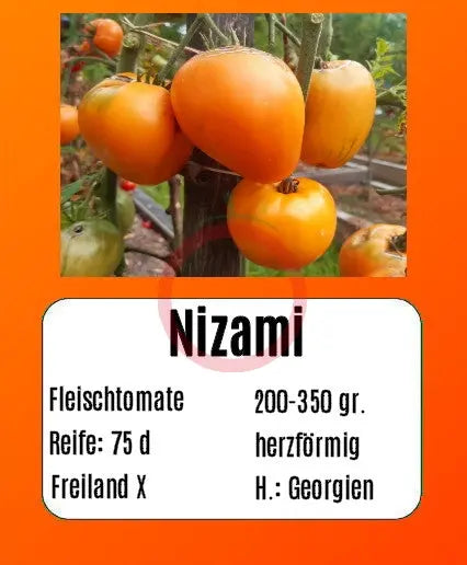 Nizami DER TOMATENFLÜSTERER
