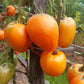 Nizami DER TOMATENFLÜSTERER