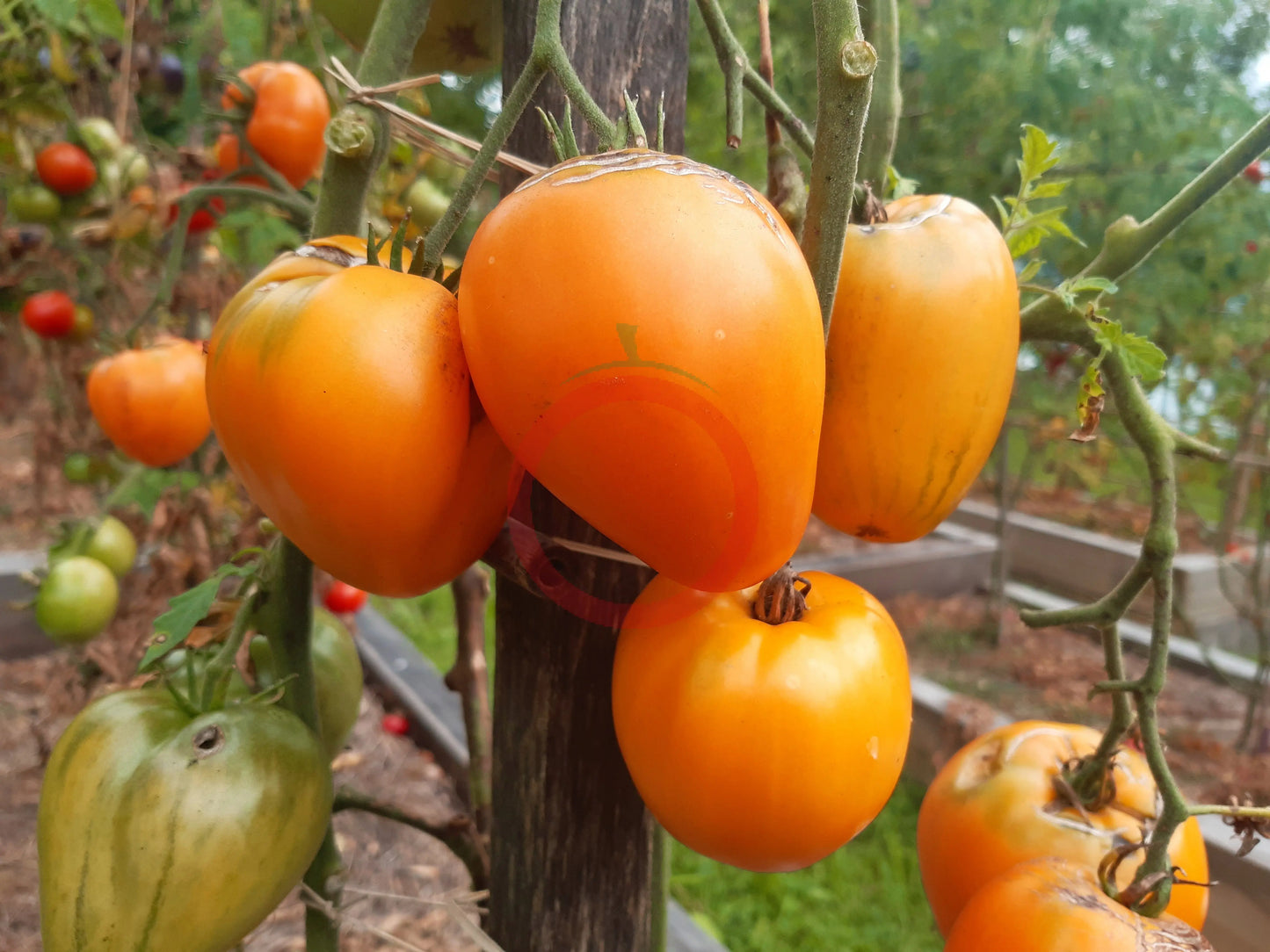 Nizami DER TOMATENFLÜSTERER