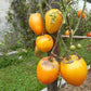 Nizami DER TOMATENFLÜSTERER