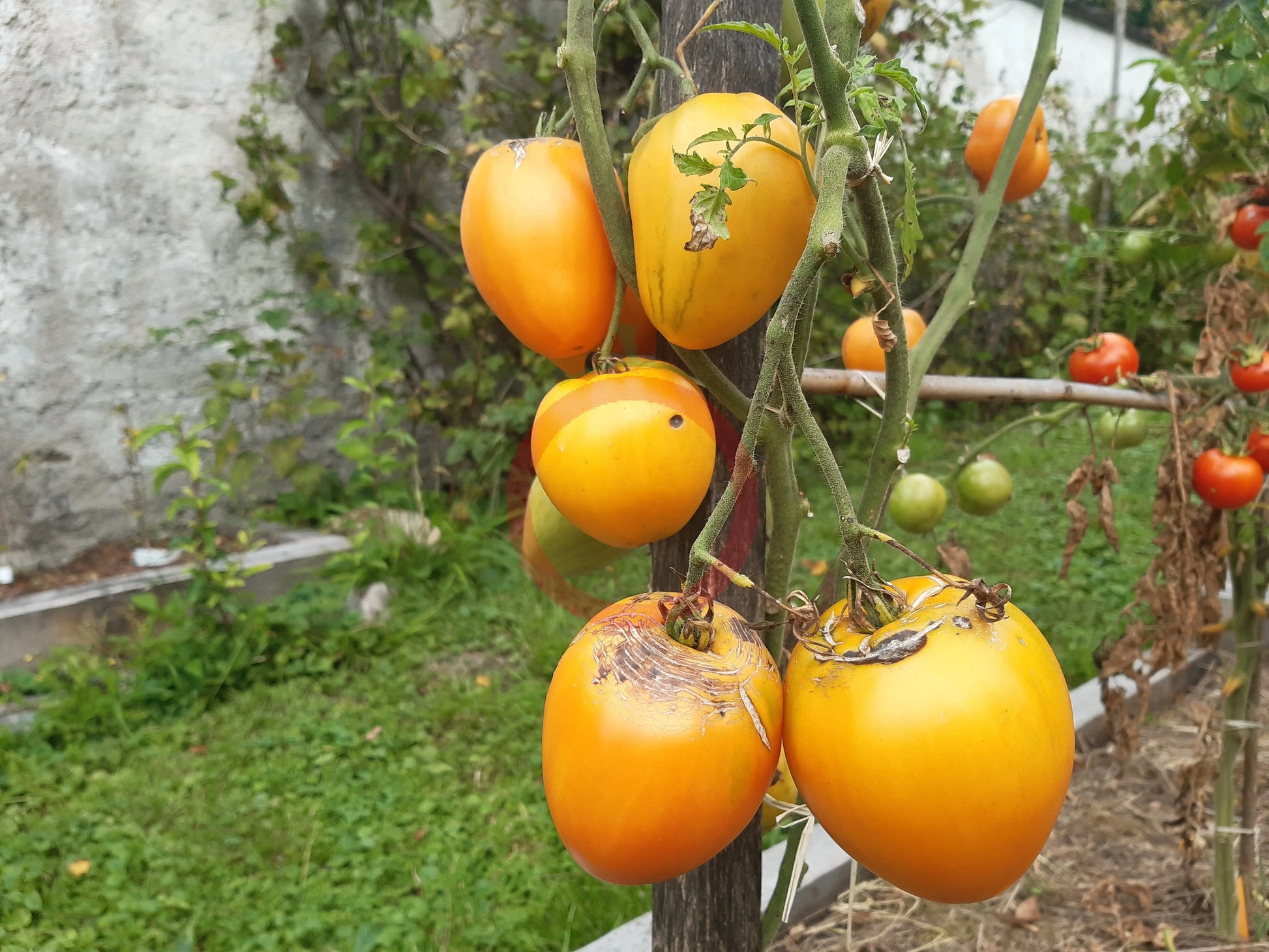 Nizami DER TOMATENFLÜSTERER
