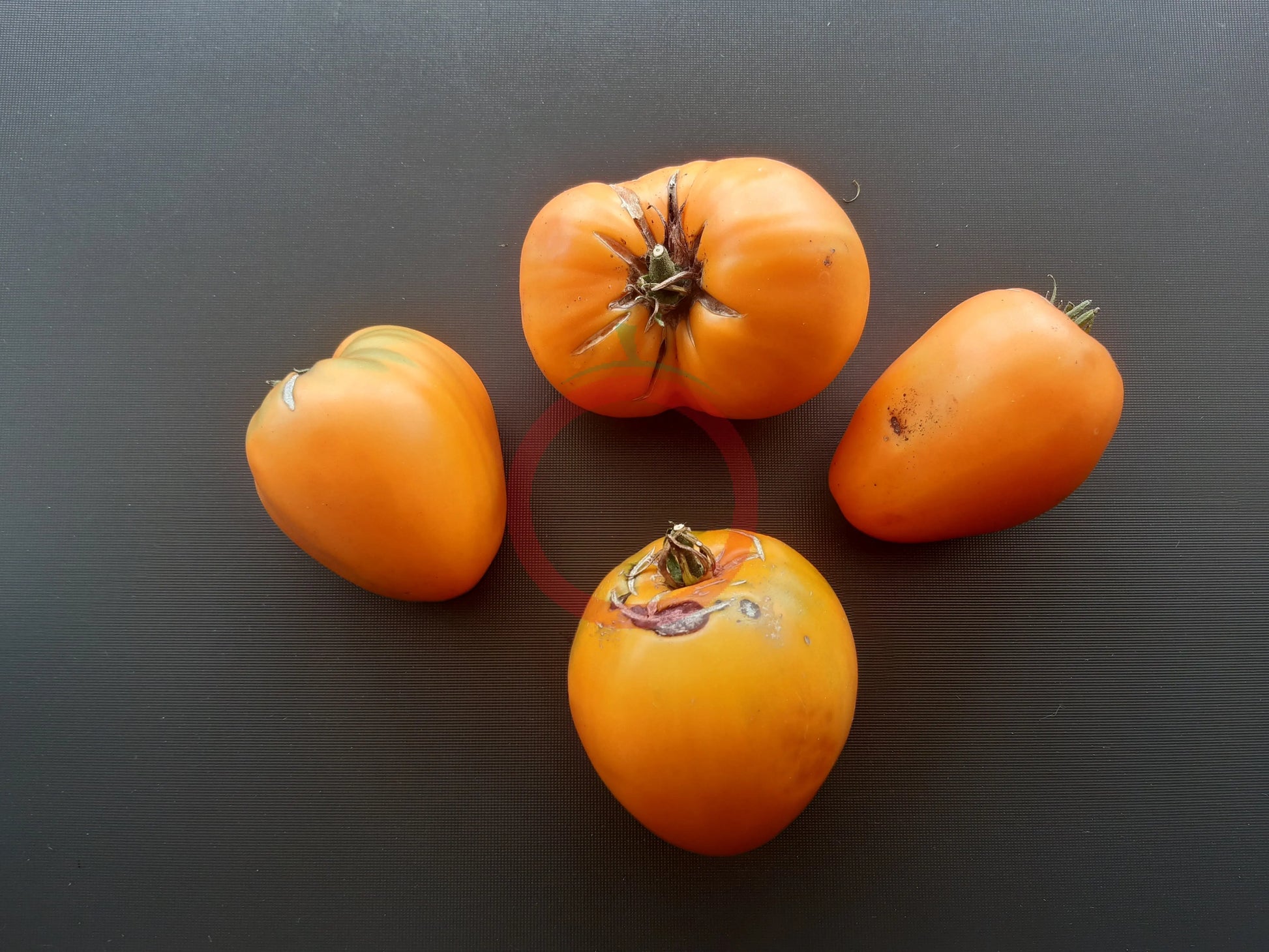 Nizami DER TOMATENFLÜSTERER