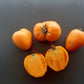 Nizami DER TOMATENFLÜSTERER
