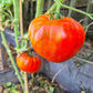 Nonna Antonina DER TOMATENFLÜSTERER
