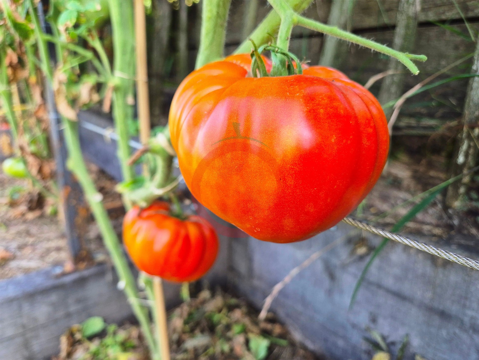 Nonna Antonina DER TOMATENFLÜSTERER