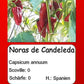 Noras de Candelada DER TOMATENFLÜSTERER