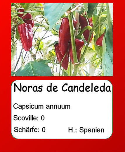 Noras de Candelada DER TOMATENFLÜSTERER