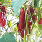 Noras de Candelada DER TOMATENFLÜSTERER