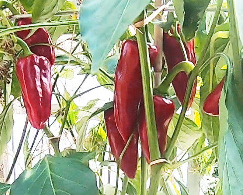 Noras de Candelada DER TOMATENFLÜSTERER