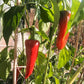 Noras de Candelada DER TOMATENFLÜSTERER