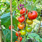 Norwood Meiners DER TOMATENFLÜSTERER