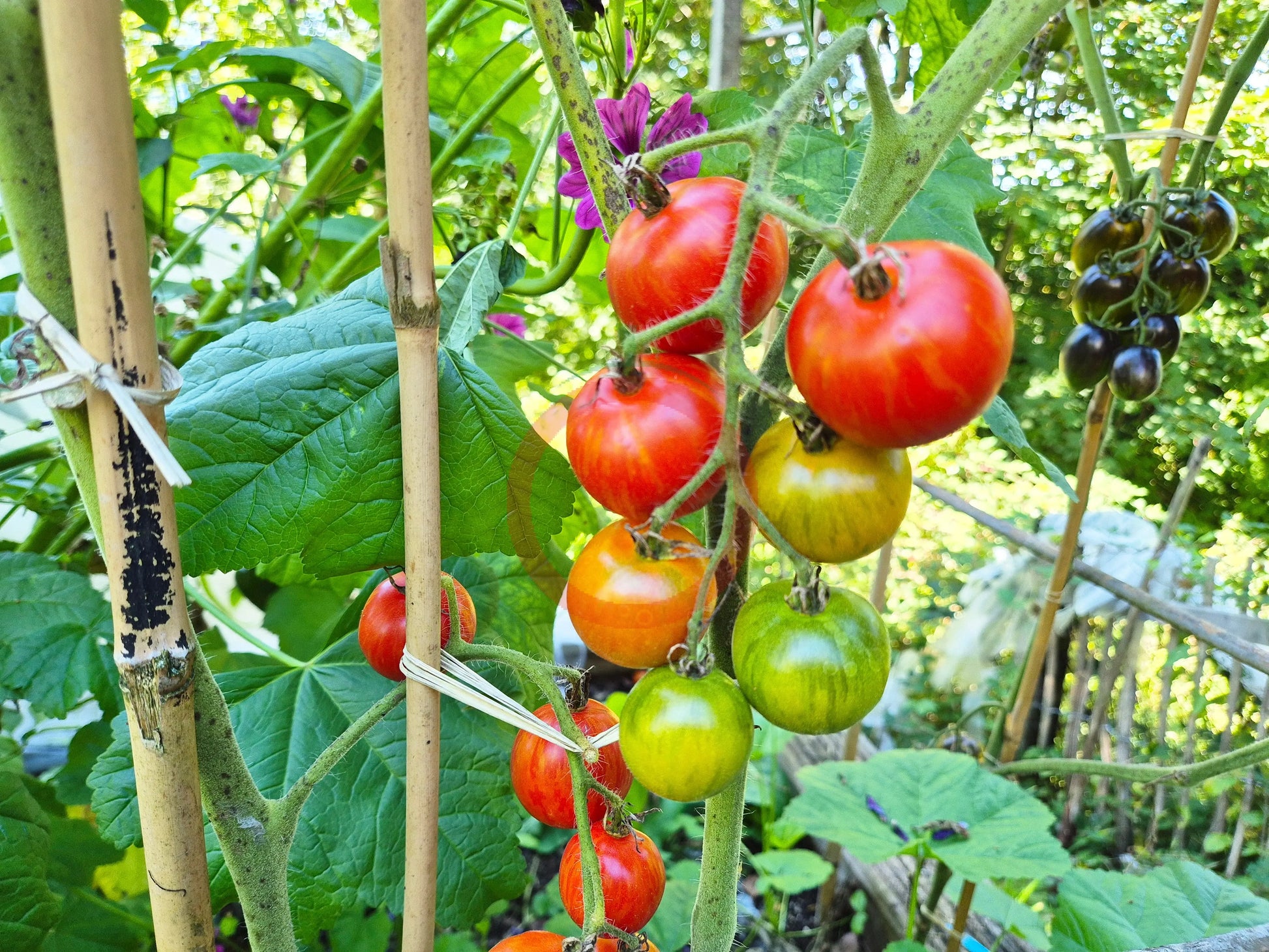 Norwood Meiners DER TOMATENFLÜSTERER