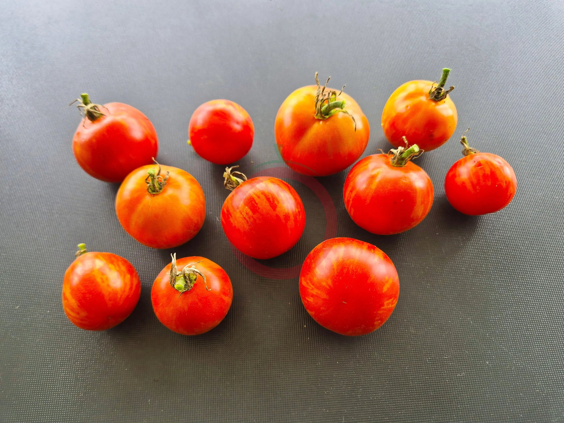 Norwood Meiners DER TOMATENFLÜSTERER