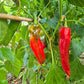 NuMex Big Jim DER TOMATENFLÜSTERER