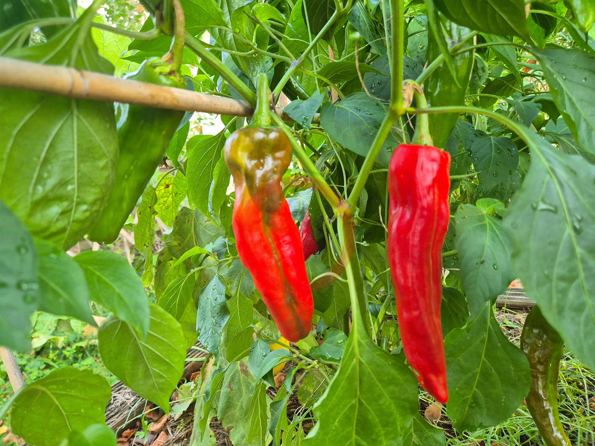 NuMex Big Jim DER TOMATENFLÜSTERER