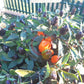 NuMex Halloween DER TOMATENFLÜSTERER