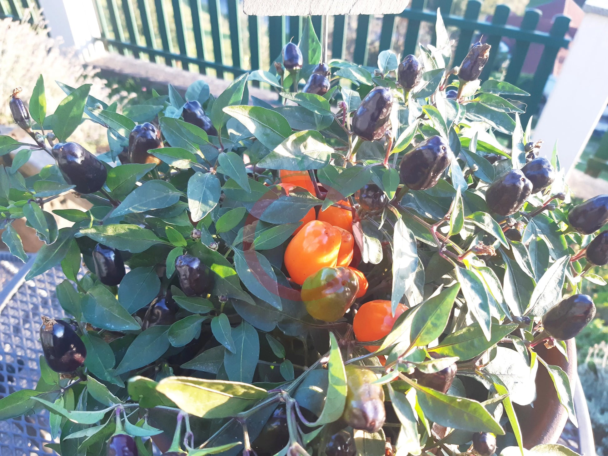 NuMex Halloween DER TOMATENFLÜSTERER
