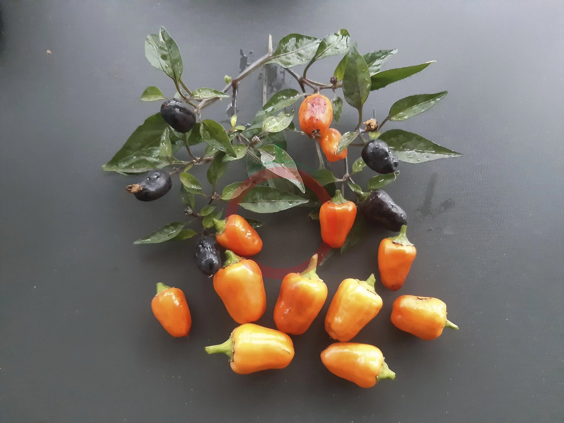 NuMex Halloween DER TOMATENFLÜSTERER