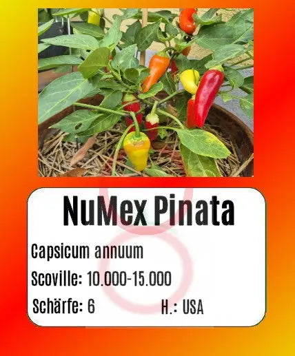 NuMex Pinata DER TOMATENFLÜSTERER