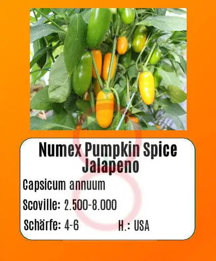 NuMex Pumpkin Spice Jalapeno DER TOMATENFLÜSTERER