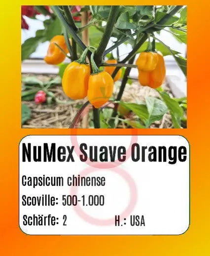 NuMex Suave Orange DER TOMATENFLÜSTERER