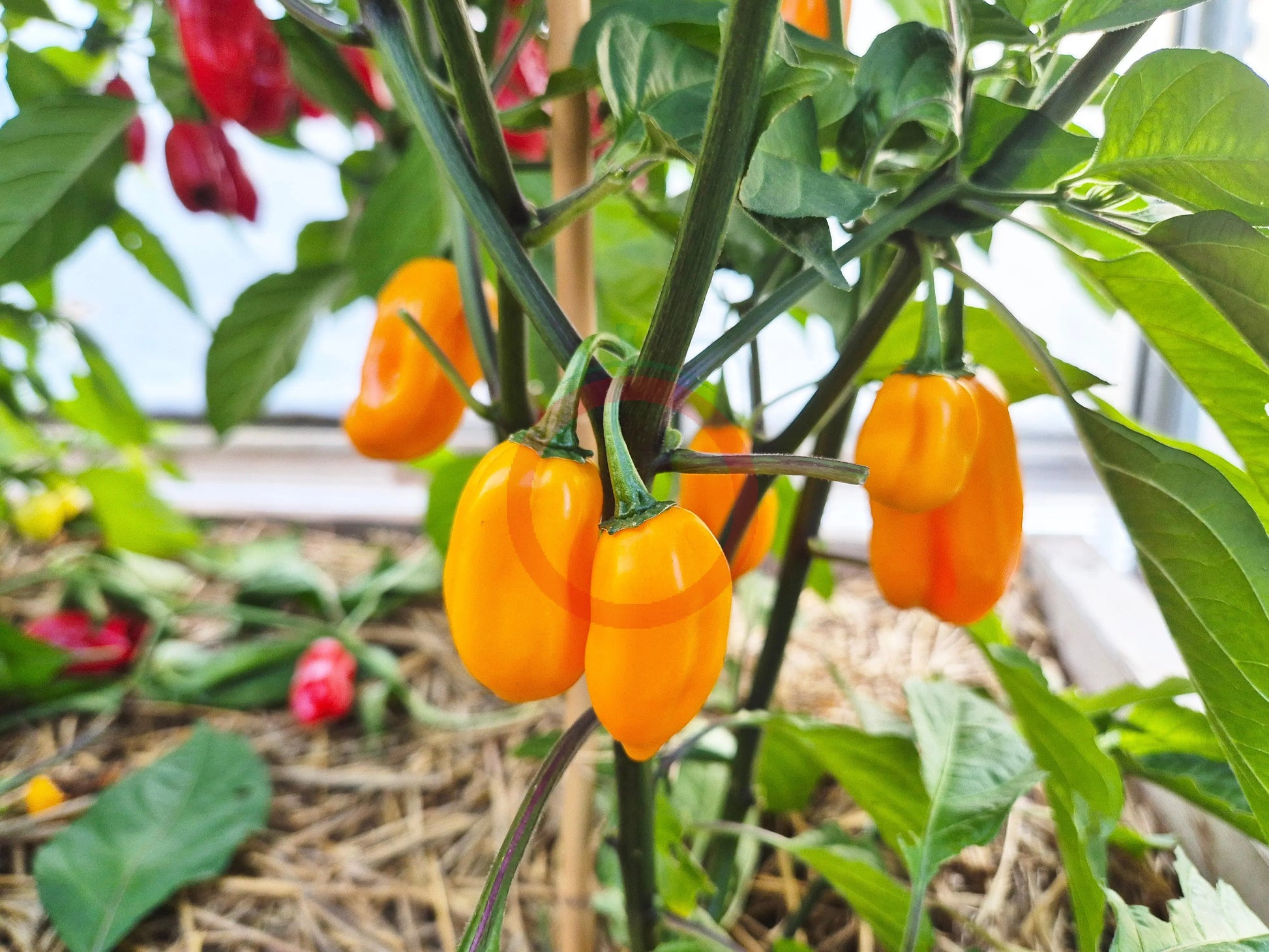 NuMex Suave Orange DER TOMATENFLÜSTERER
