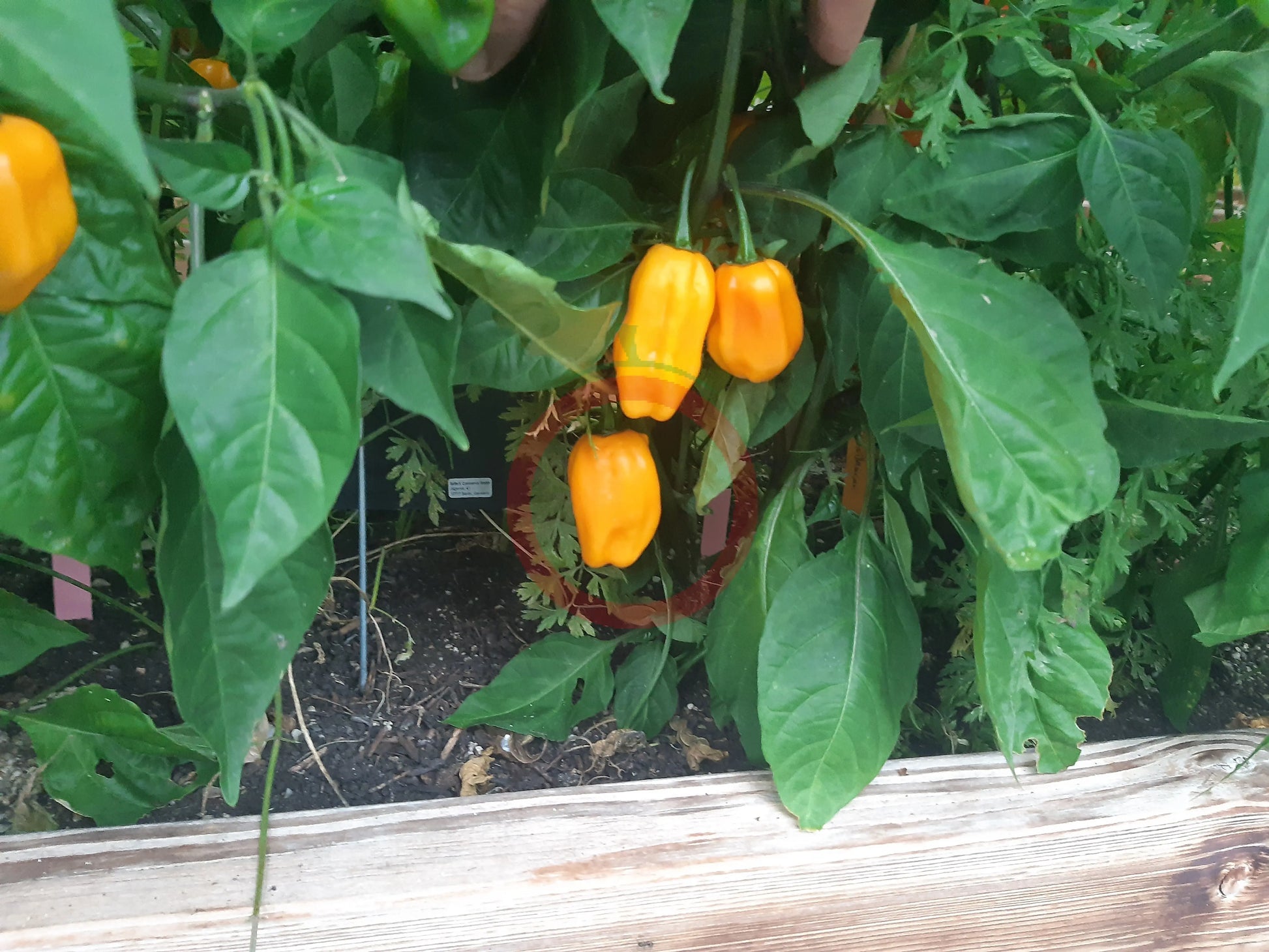 NuMex Suave Orange DER TOMATENFLÜSTERER