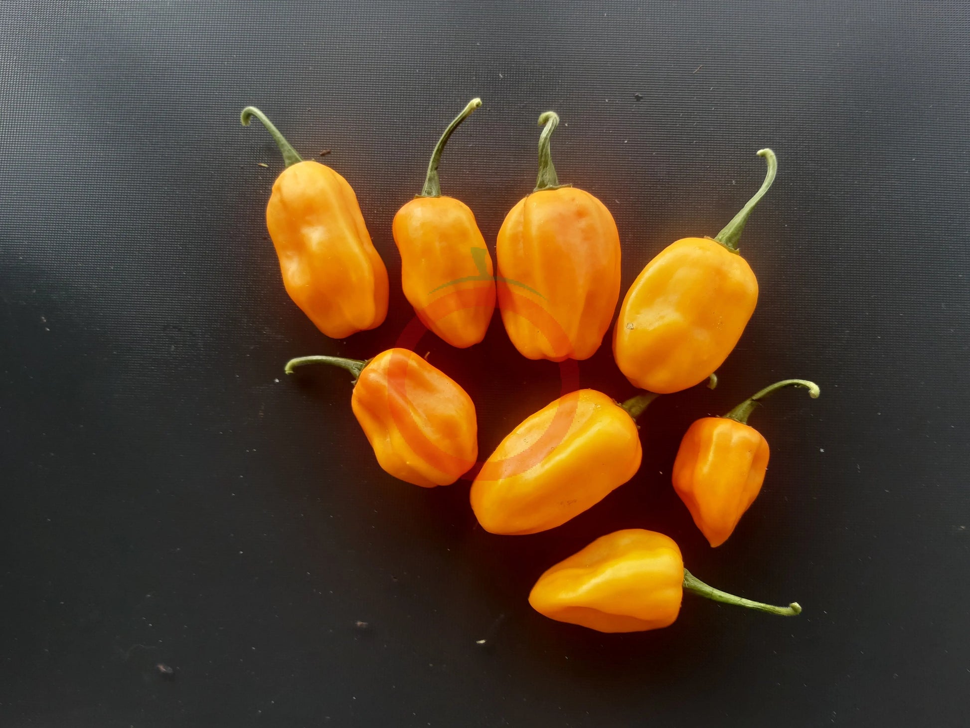 NuMex Suave Orange DER TOMATENFLÜSTERER