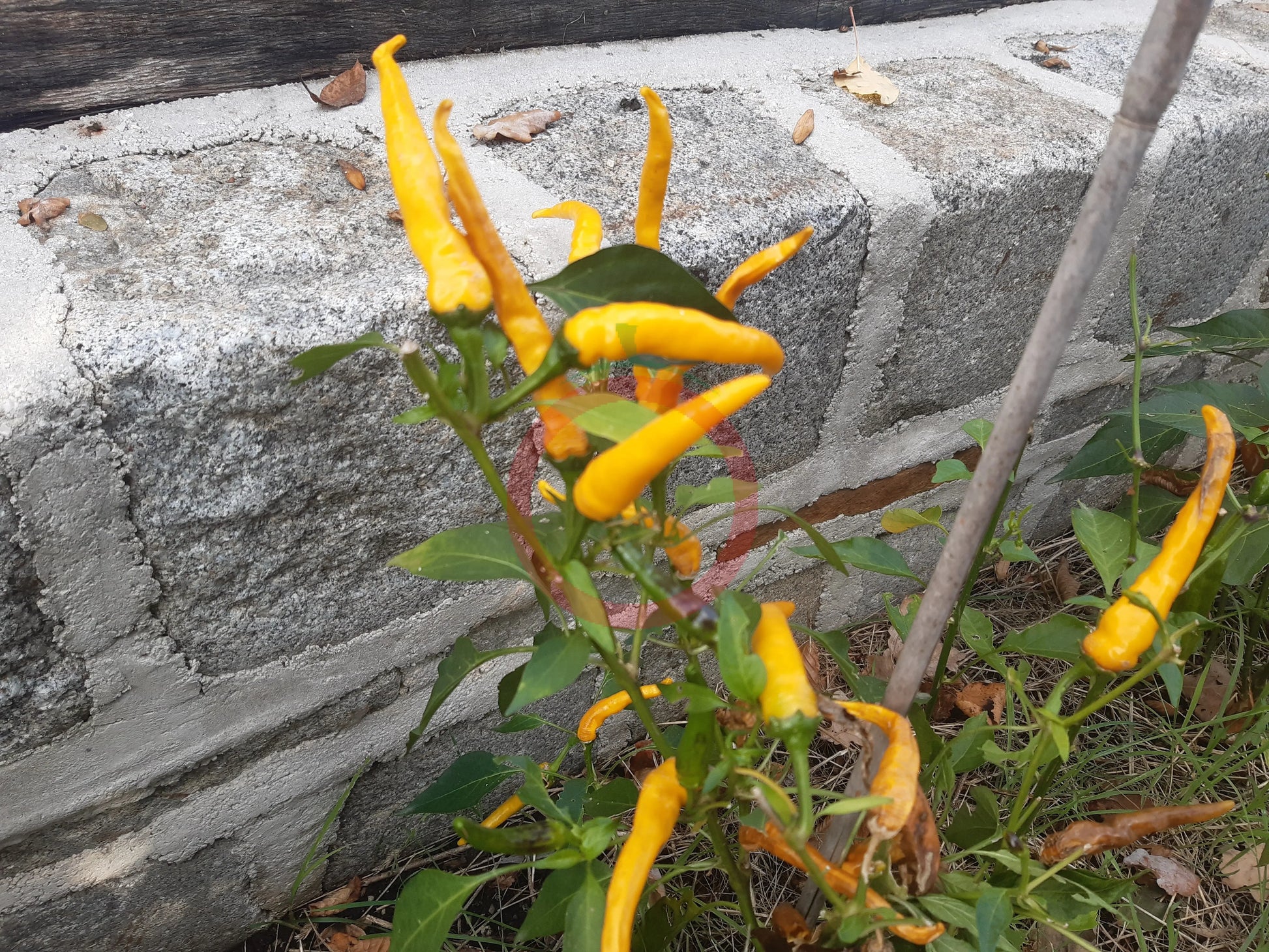 NuMex Sunglo DER TOMATENFLÜSTERER