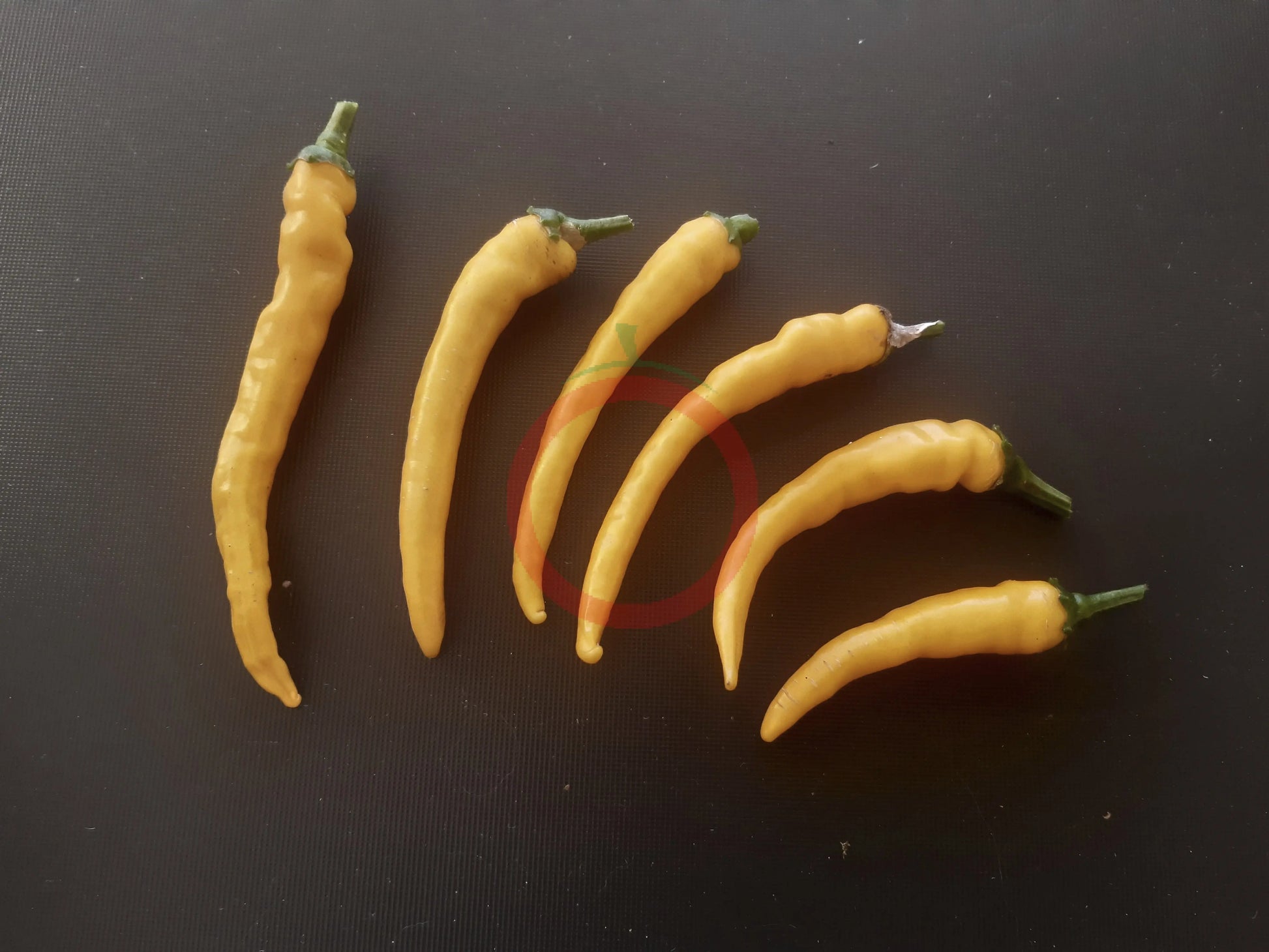 NuMex Sunglo DER TOMATENFLÜSTERER